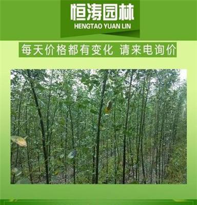 3公分国槐 3公分槐树 3公分白槐 参数 2017年济宁货源