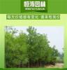 4公分国槐报价 4公分槐树报价 2017 山东济宁恒涛