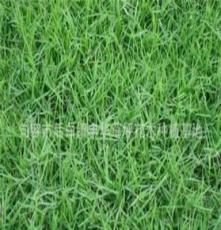 百慕大与黑麦草混播 江苏丰华草坪 草坪养护 草坪种植包种