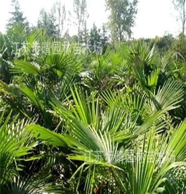 供应棕榈类植物 1米棕榈小苗 1.5以上棕榈树 芭蕉树等