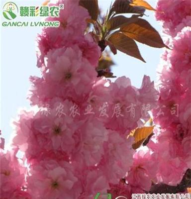 日本红叶樱花 优质红叶樱花苗木批发采购 红叶樱花供应包成活
