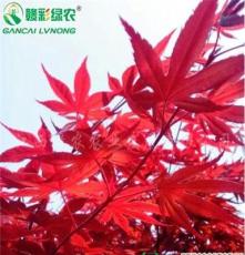 供应优质日本红枫苗木 正宗血红枫小苗生产基地 血红枫介绍 图片