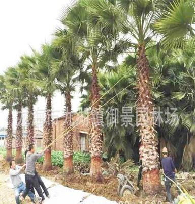 福建热带植物华棕最新价格！ 华棕最新报价！ 华棕最新行情！