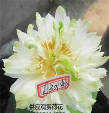 南阳南召县大量出售盆栽观赏荷花、碗莲、睡莲