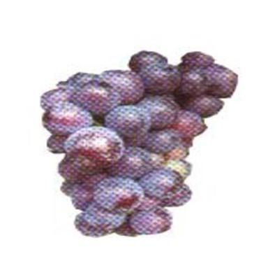 青岛厂家大量供应优质葡萄果树苗（图）各种品质都有 厂家直销