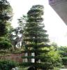 出售园林绿化苗木罗汉松造型树桩盆景