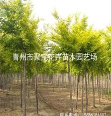 青州厂家直销 乔木 黄金槐 大量供应 专业种植 量大从优 图