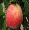 出手早熟高产桃苗—美佳，优质桃苗尽在青州利民果树之乡