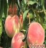 供应 晚熟高产映霜红桃苗，优质桃苗就在青州利民果树之乡