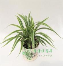 广州花卉供应批发常绿小盆栽防辐射、净化空气金边兰草
