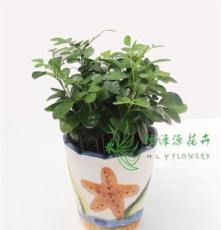 广州花卉供应批发常绿清香优雅绿化小盆栽 九里香