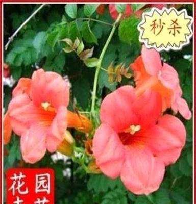 凌霄花苗-爬藤速度快-美國凌宵花 3年苗 當年可開花
