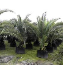 大量批发供应温江苗木绿化苗木优质热带棕榈植物加拿利海枣