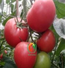 东海县番茄苗、安信种苗、番茄苗批发