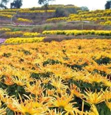 國(guó)慶用花不同顏色的國(guó)慶菊 花色好 成活率高