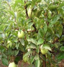 苹果树盆景的专业栽培供应商 济宁龙河湾果树盆景基地欢迎您
