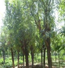 优质绿化国槐  园林种植优质乔木苗