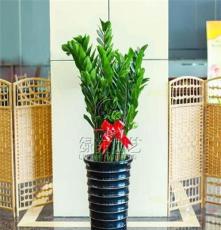 金钱树上海办公室植物租赁 花卉租摆 绿化养护 免费上门设计