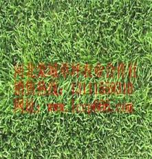 北京草坪 北京草坪基地 北京草坪价格 北京草坪销售 草坪草皮