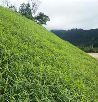 太原县矿山边坡草籽滑坡用