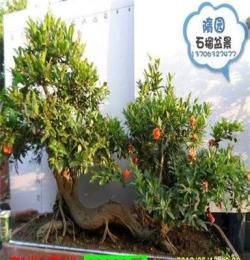 a06 隋園石榴盆景 精品石榴樹樁 實(shí)物實(shí)拍
