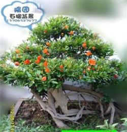 A08隋園石榴盆景 精品 提根式石榴盆景 實(shí)物樹樁盆栽 藝術(shù)品批發(fā)