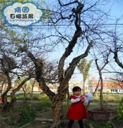 隋園石榴盆景 20公分以上精品樹盆栽批發(fā)