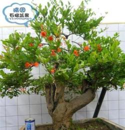 d18-d36 隋園石榴盆景 石榴古樁盆栽 實(shí)拍 父親節(jié)送禮批發(fā)