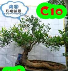 C04-C09隋园石榴盆景 阳台石榴树桩 实物拍摄盆栽批发