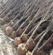 石榴树 石榴树苗批发 山东较大的石榴树种植基地 绿化果树苗