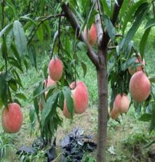 桃树苗品种分类 黄桃、毛桃、油桃、 果树小苗 泰安广成园艺