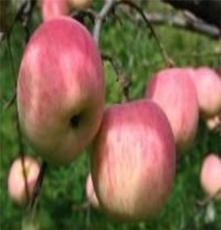 批发销售红富士苹果苗 优质果树苗 大量供应优质红富士苹果苗