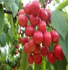 黑珍珠大樱桃苗更齐全 泰安恒泰园艺 专业果树苗种植基地