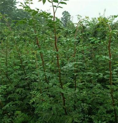 直銷花椒苗、大紅袍花椒、九葉青