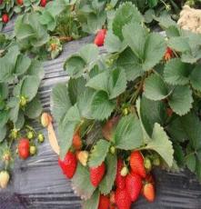 便宜草莓苗-草莓苗的品种--泰安绿满堂有限公司