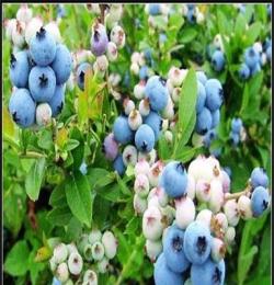 大量批发优质蓝莓苗 抗寒耐冻蓝莓树苗 北陆蓝莓苗优质果树苗