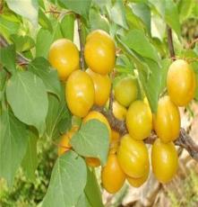 大型杏树苗基地直销 优质嫁接杏苗 红丰杏树苗子 个大高产果树苗