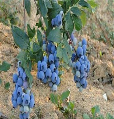 蓝莓苗基地直销 南北方种植蓝莓苗 蓝丰蓝莓树苗 耐寒果树苗