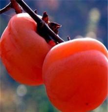 果树苗基地批发甜 柿子苗 软枣（黑枣）苗价格合理
