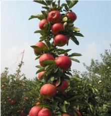 提供果树苗 苹果苗 烟富3苹果苗批发价格