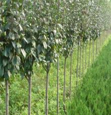 面向全国供应绿化苗 低价优质 优选雨辰苗木