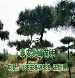 泰山景松價格合理 規(guī)格齊全 基地直供 現(xiàn)挖現(xiàn)賣 量大優(yōu)惠