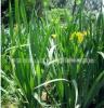 面向全国 批发供应优质的泰安的绿化苗木绣线菊