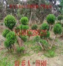 红花檵木树桩盆景、造型红花继木、苏州景观绿化