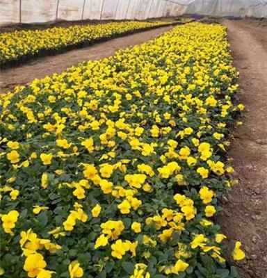 陕西草花基地