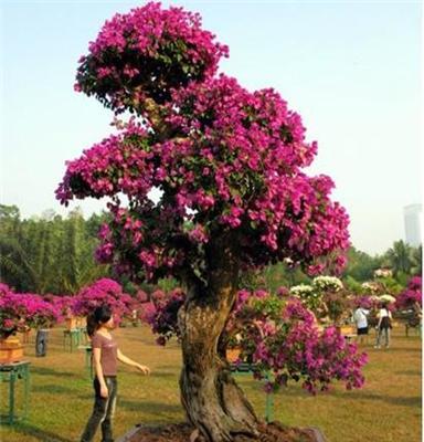 无锡花木盆景