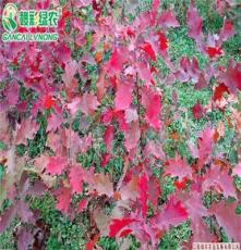 批发欧洲红栎树苗 彩栎树苗 庭院工程彩栎苗木 绿化苗木包成活