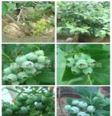 V5蓝莓 蓝莓果树苗木 成熟早含糖量高品质优V5蓝莓