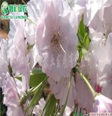 批发日本樱花树苗  日本樱花八重红枝垂樱 樱花价格图片 彩化苗木
