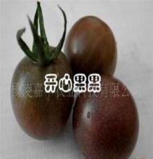 黑番茄 种子 种苗 农作物种子 蔬菜种子